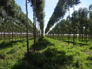 Infona destaca impulso a competitividad forestal y modernización de trámites entre logros de gestión - El Independiente