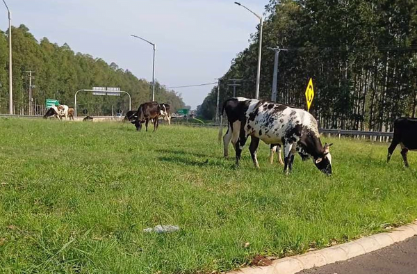 Desidia total de autoridades para frenar animales sueltos en vías públicas de San José - Noticiero Paraguay