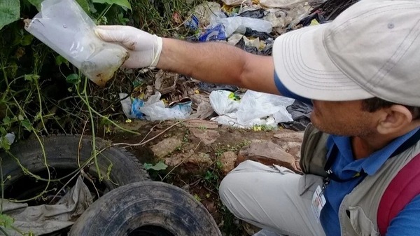 Barrios de CDE y Presidente Franco tienen elevados índices de infestación - La Clave