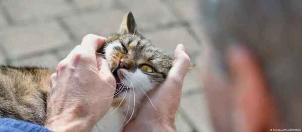 Hombre mordido por gato contrae infeccion bacteriana inédita