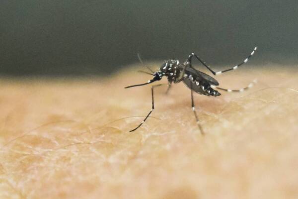 Diario HOY | Observan marcada disminución de casos de chikungunya