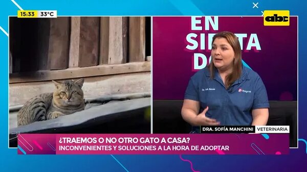 Video: ¿Traemos o no otro gato a casa? - Ensiestados - ABC Color