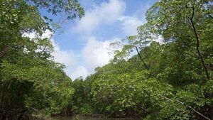 Localizan con vida a cuatro turistas franceses extraviados en selva de Guatemala