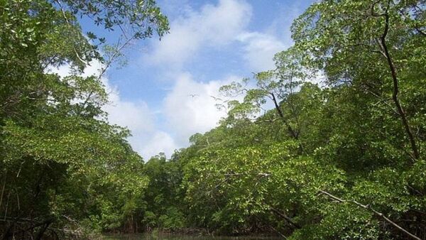 Localizan con vida a cuatro turistas franceses extraviados en selva de Guatemala