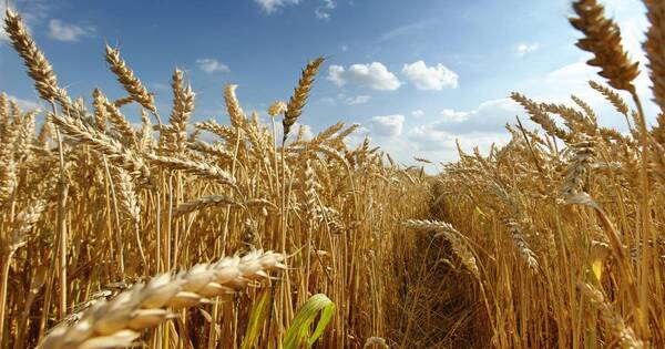 La Nación / Cosecha de trigo: calidad y rindes preocupan a productores