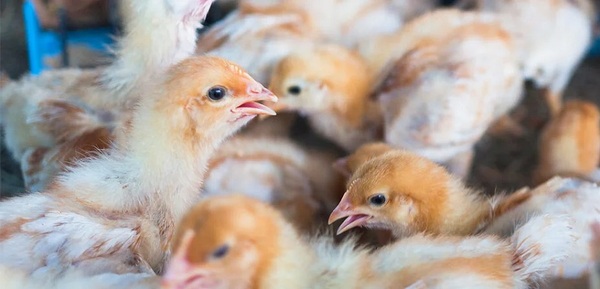 Brotes de influenza aviar causados por Influenza en las Américas
