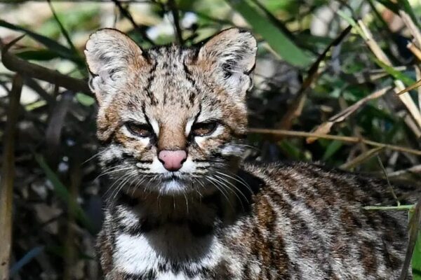 El reto de conservar al tiríka, el félido más pequeño del Bosque Atlántico Alto Paraná - Nacionales - ABC Color