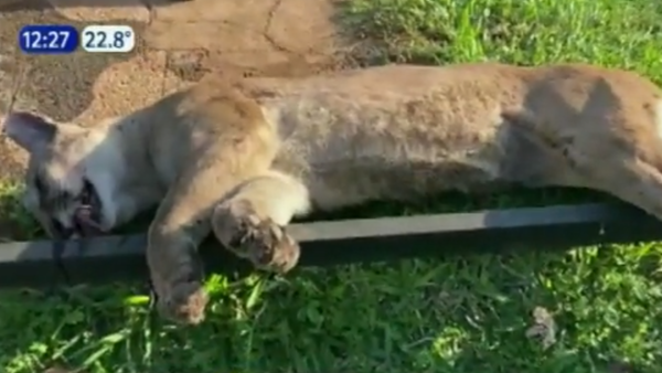 Pobladores encuentran muerto a un puma en Misiones
