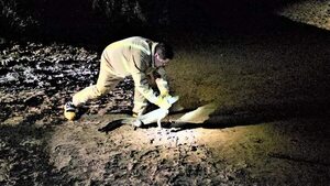 Carapeguá: yacaré apareció en el caminero y fue liberado en el arroyo Caañabé - Nacionales - ABC Color