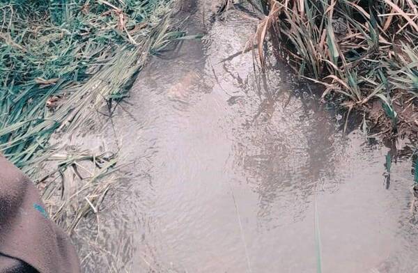 Lo encontraron flotando en un pequeño arroyo: nadie sabe qué fue lo que pasó