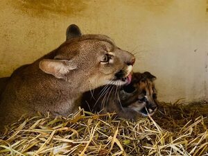 Hallan cuerpo de un puma que habría sido arrollado en Santiago, Misiones - Nacionales - ABC Color