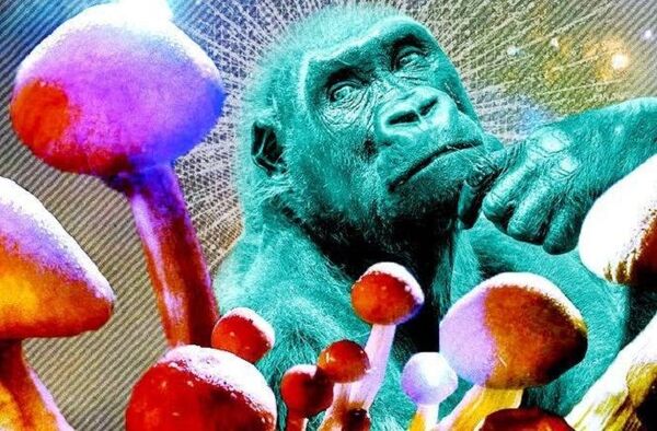 Diario HOY | ¿Los hongos psicoactivos impulsaron el ‘salto evolutivo’ de la raza humana?