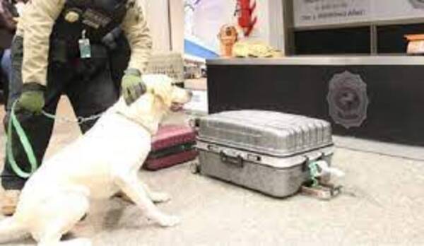 Diario HOY | Enceguecer escàner y desactivar el olfato de perro: el complot para ganar 1 millòn de euros en un viaje aèreo
