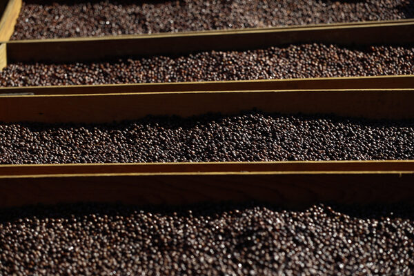 México registra superávit en la balanza comercial agroalimentaria del primer semestre - MarketData