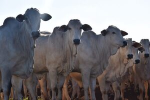 Máxima autoridad del USDA insta a Brasil a mejorar las pruebas de enfermedades animales