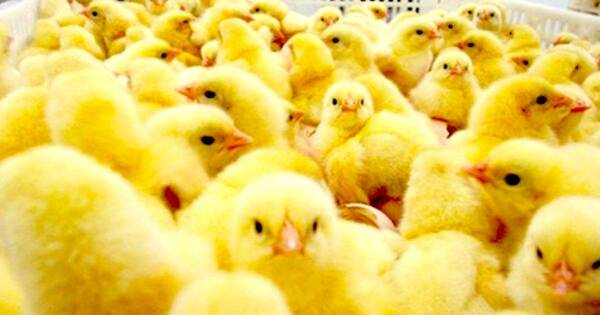 La Nación / Avicultura local podría crecer 20 % y aspira a destino taiwanés
