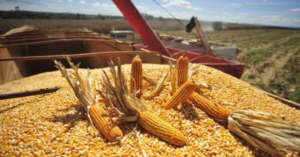 Buenos rendimientos y bajos precios para el maíz zafriña en San Pedro