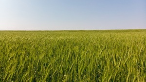 Clima no ayuda al trigo y preocupa una merma en los rendimientos - La Clave