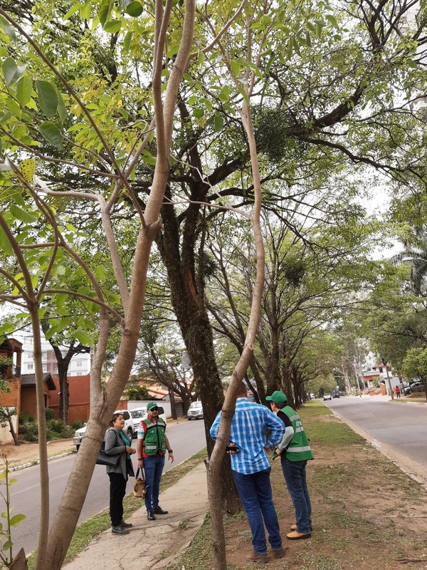 Por su alto deterioro, inician proceso de reemplazo de árboles urbanos en Asunción | 1000 Noticias