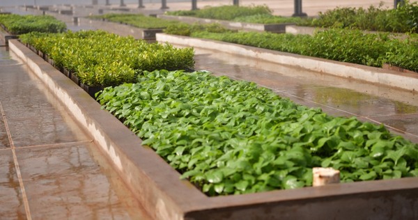 Nuevo vivero forestal y huerto medicinales de ITAIPU potenciará la producción de plantines