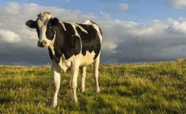 Diario HOY | Flatulencias de vacas: pulgar abajo a argumento europeo para reducir hato ganadero en Paraguay