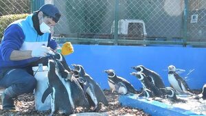 Devuelven 15 pingüinos al océano tras su rehabilitación en Argentina - Ciencia - ABC Color