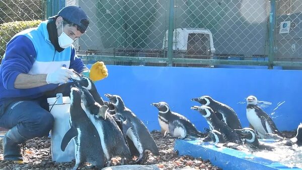 Devuelven 15 pingüinos al océano tras su rehabilitación en Argentina - Ciencia - ABC Color