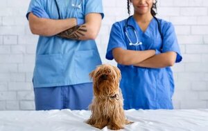 ¡Es hoy! Celebran el Día del Veterinario - Mascotas - ABC Color