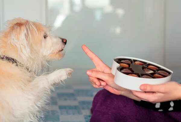 Diez alimentos y líquidos que pueden ser mortales para los peludos - Mascotas - ABC Color