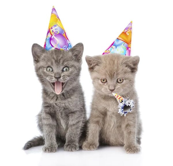 Día del Gato: El animal que tiene siete vidas y tres “días internacionales” - Mascotas - ABC Color