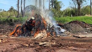 Diario HOY | Incineran más de 6.000 kilos de marihuana en Ciudad del Este