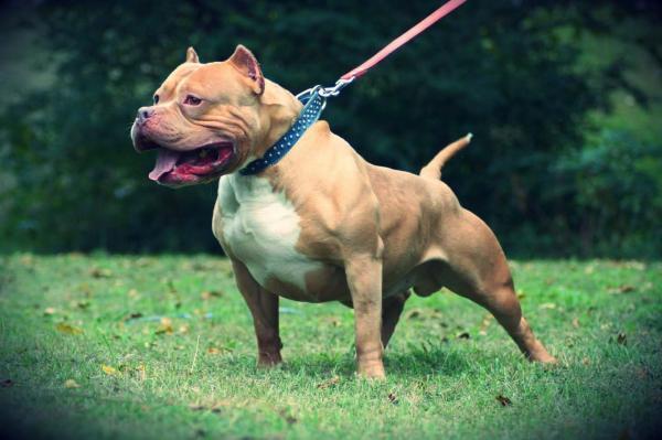 Pitbull atacó a un niño de 2 años y se encuentra en grave estado - El Independiente