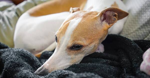 La Nación / Por qué no es recomendable dormir con una mascota, según la ciencia