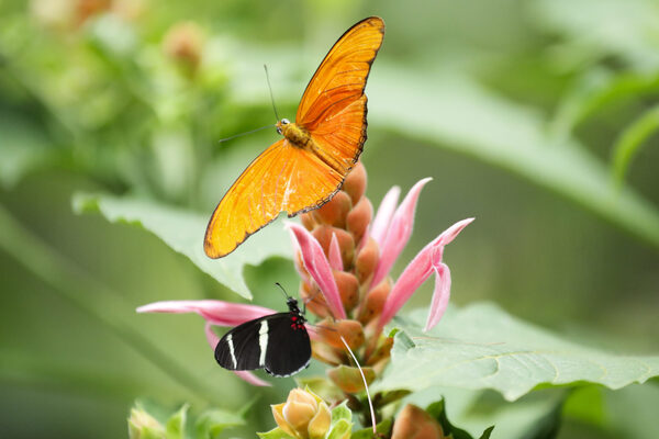 De ganadero a "granjero" de mariposas, el nuevo negocio ecológico emergente en Panamá - MarketData