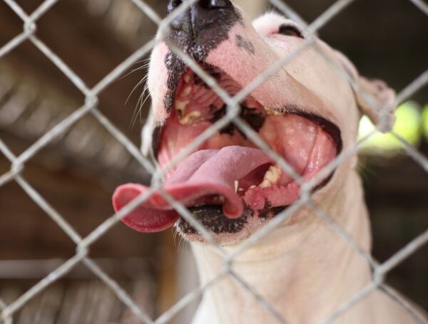 Bebé de dos años se recupera tras ataque de perro en Capiatá · Radio Monumental 1080 AM