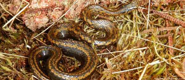 Serpiente de Perú es nombrada en honor a Harrison Ford