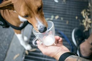 Mitos y realidades sobre dar leche de vaca a perros y gatos - Mascotas - ABC Color