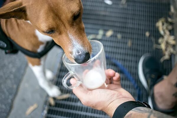 Mitos y realidades sobre dar leche de vaca a perros y gatos - Mascotas - ABC Color