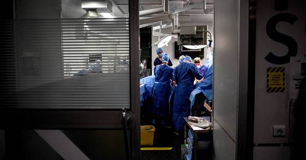La Nación / EE. UU.: riñón de cerdo en humano funciona con normalidad luego de trasplante