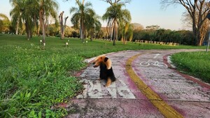 Avistan oso hormiguero cerca de la usina de Itaipú