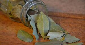 La Nación / Prepará remedio casero con laurel y sal para espantar insectos y combatir alergias