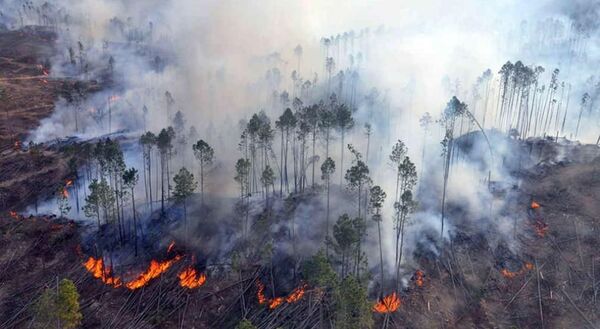 Diario HOY | Bomberos forestales instan a prevenir incendios