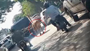 Una vaca es arreada en pleno centro de Coronel Oviedo