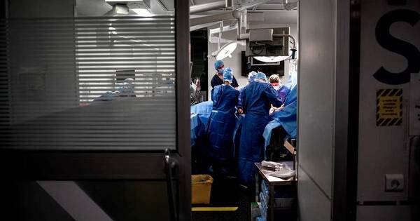 La Nación / El riñón de un cerdo en humano funciona con normalidad
