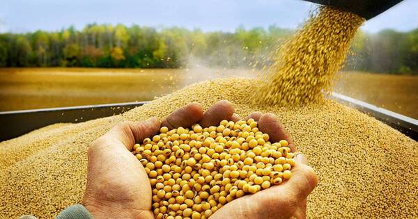 La Nación / Sostienen proyección de 10 millones de Tn de producción de soja