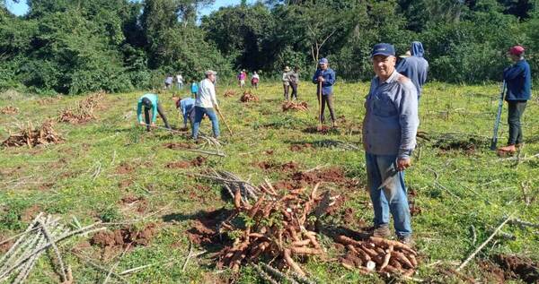 Productores de Caazapá comercializan mandioca en forma directa