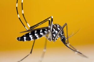 Alertan de la expansión “desatada” del mosquito tigre en España por el calor - Mundo - ABC Color