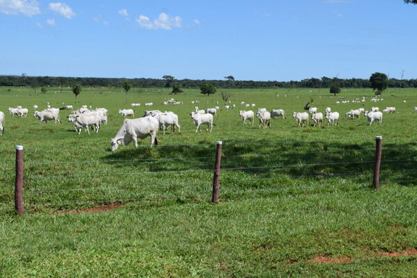 Bajas en Brasil y Uruguay marcan caída del Índice del Novillo Mercosur