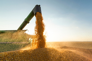 USDA mantiene proyección de 10 millones de toneladas para la producción local de soja