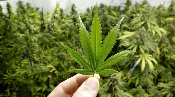 Alemania libera uso de cannabis para uso recreativo